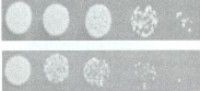 Historical in vitro culture panel labeled antibiotic-resistant Staphylococcus aureus strain