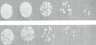 Historical in vitro culture panel labeled normal Staphylococcus aureus strain